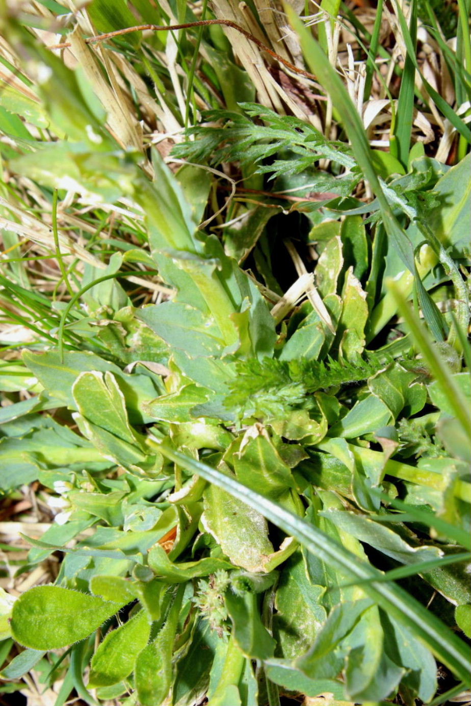Thlaspi ?? da determinare